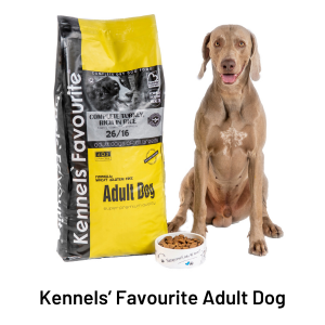Kennels Favourite Adult dog